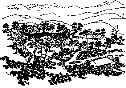 Schattenbäume Schattenbäume