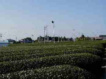 Teeplantage in Iwata, Shizuoka, Japan