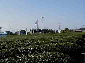 Teeplantage in Iwata, Shizuoka, Japan Teeplantage in Iwata, Shizuoka, Japan