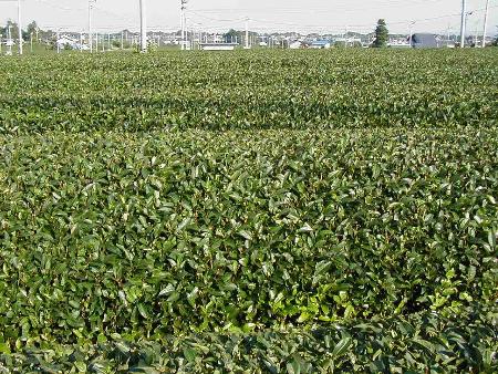Teeplantage in Iwata, Shizuoka, Japan Teeplantage in Iwata, Shizuoka, Japan