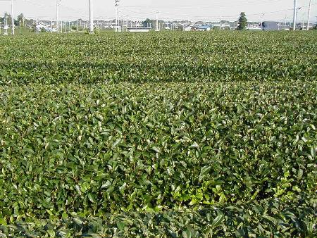 Teeplantage in Iwata, Shizuoka, Japan